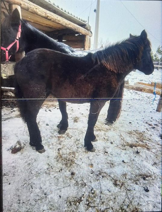 Продам жеребёнка