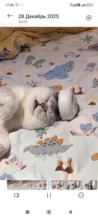 Serebrista Shinshilla skotish fold