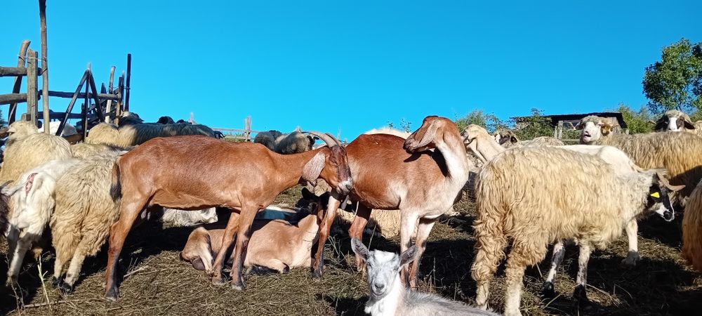 Căpițe de vânzare