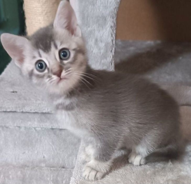 Отдам котят в добрые руки