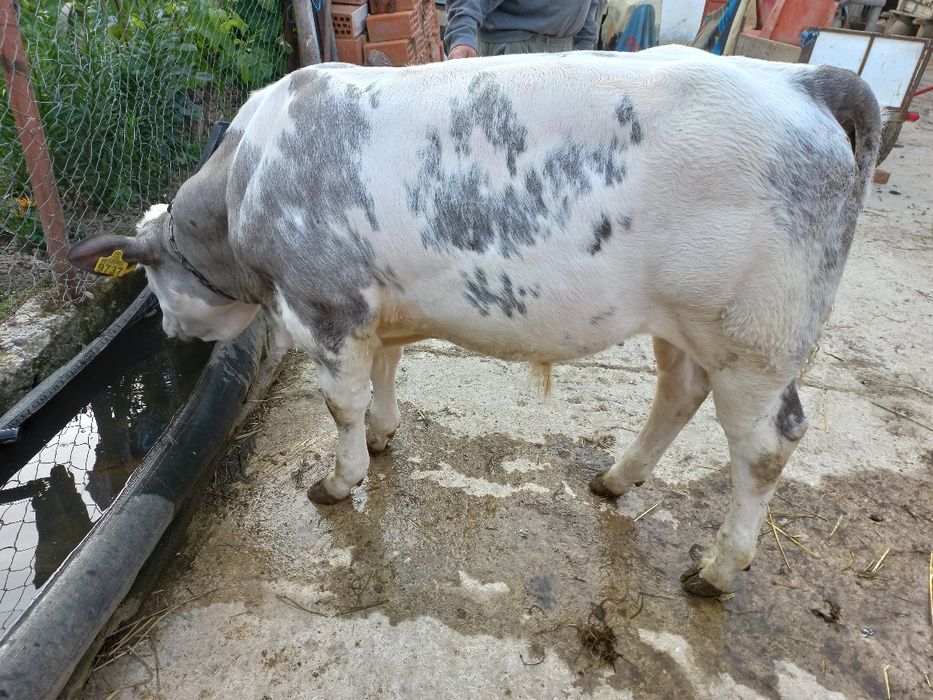 Vând vițel belgian