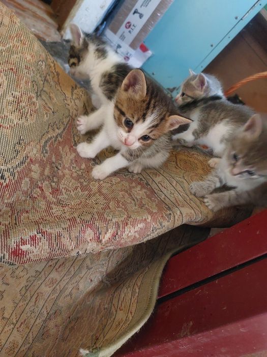 Отдам котят в добрые руки