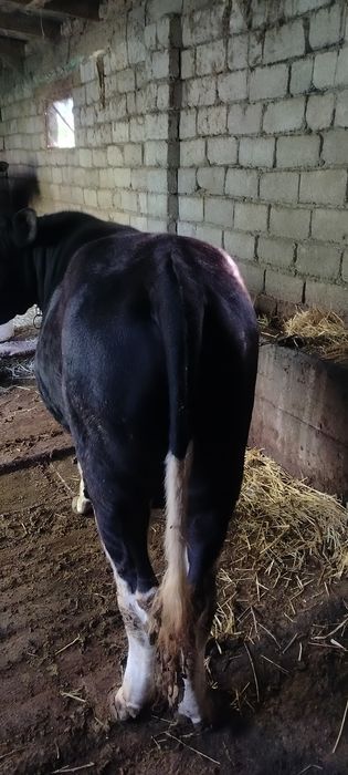 Бык 1 год опетит хороший