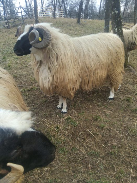 Vând berbec de doi ani