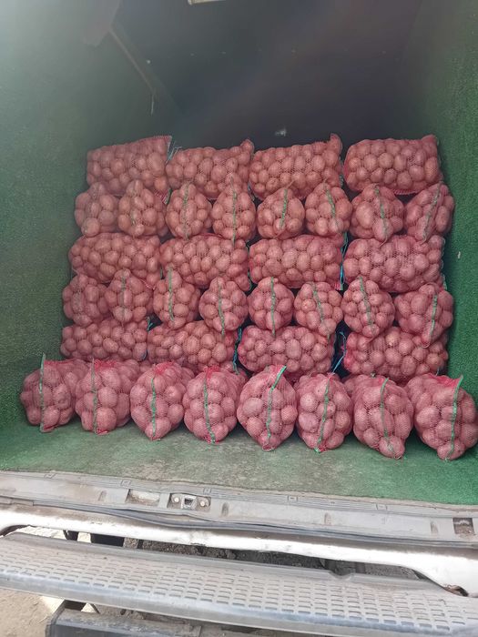 Cartofi consum rosu și alb