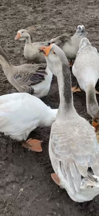 Молодой гусак холмогор