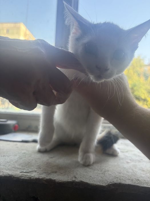 Котята бесплатно, корм в подарок!