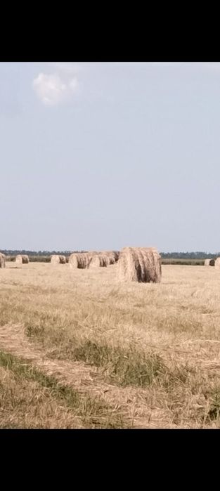 Продам луговое сено в рулонах 260-280 кг,  Качирский район