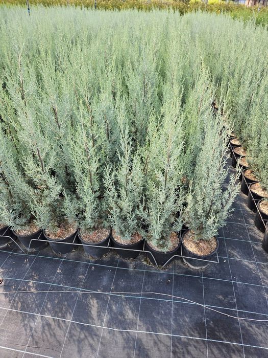 Cupressus Arizonica Fastigiata