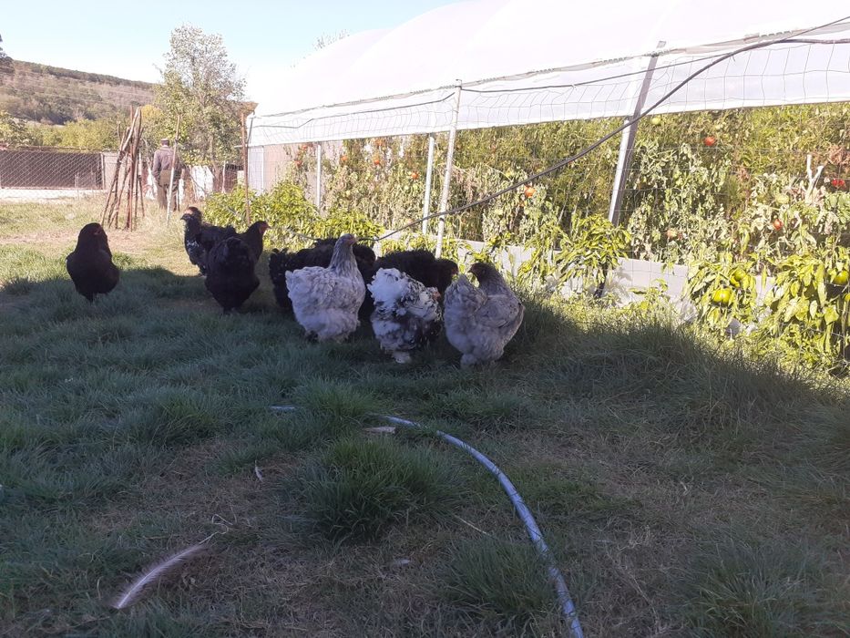 Cocosi și gaini brahma și cochinchina