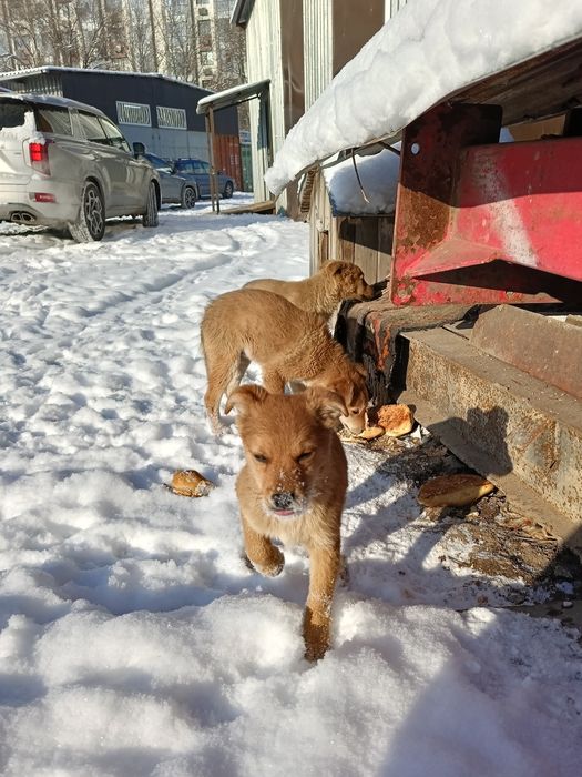 отдам щенков девочки мальчики