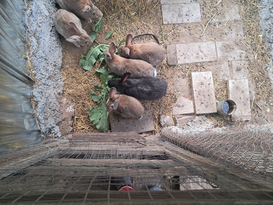 Кролики  продаются.