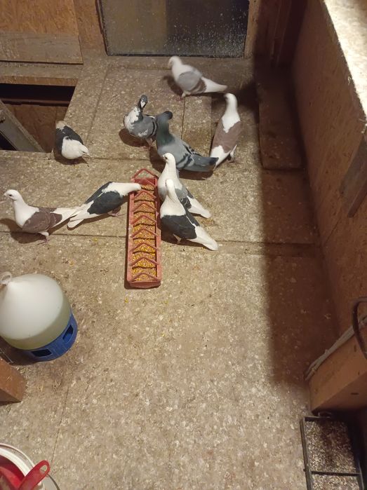 Porumbei voiajori căpăciți