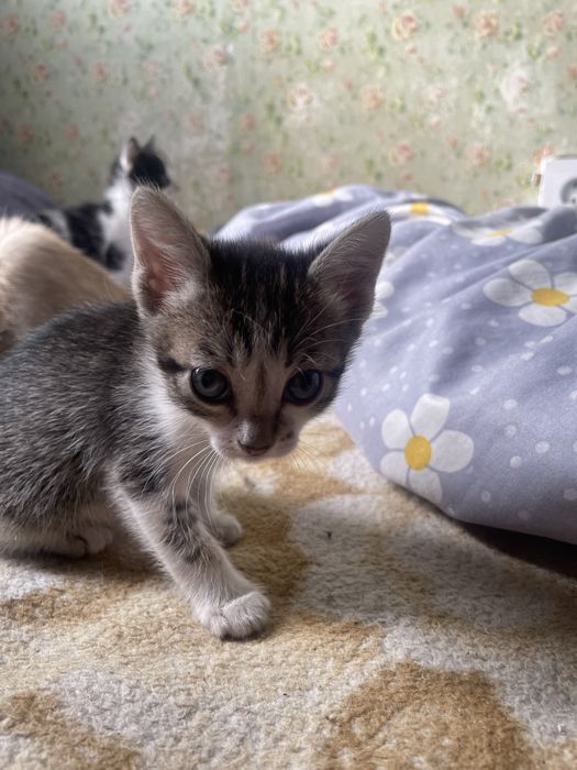 Отдам В ДОБРЫЕ Руки котят