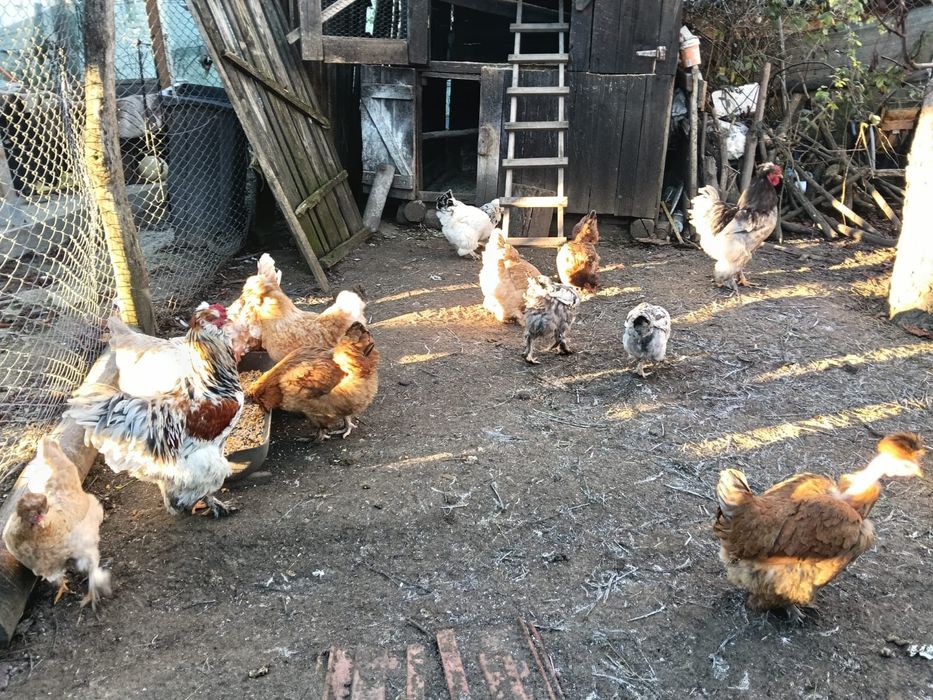 Oua pentru incubat motate barboase si frezate