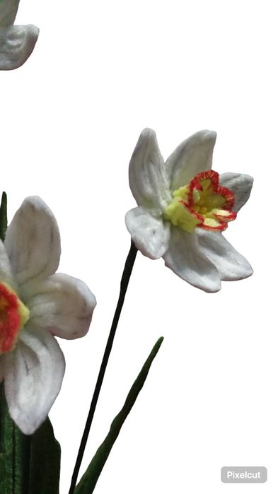 Narcise albe ghiveci