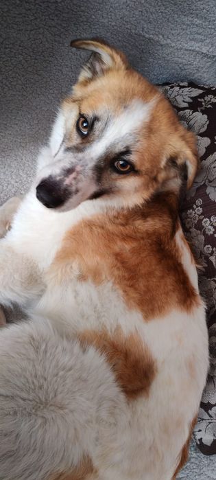 Красивый умный пёсик ищет дом