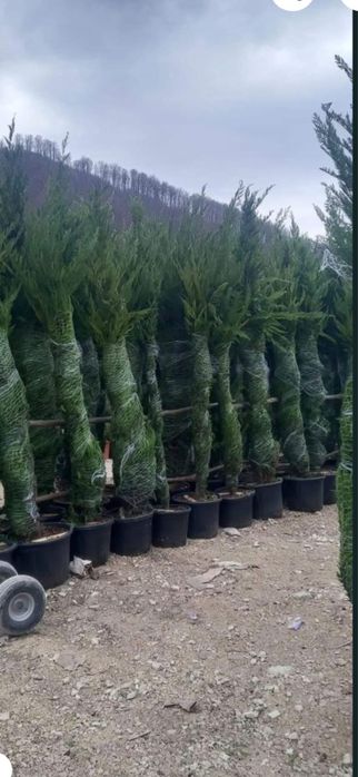 Seminte plante ornamentale