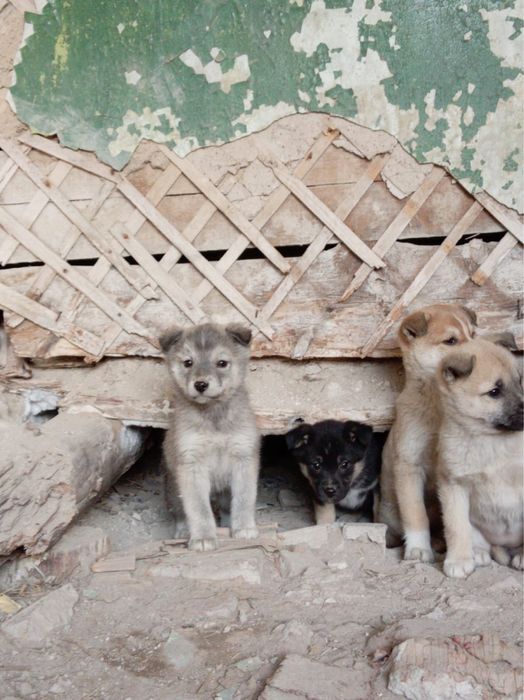 Отдам Щенят 2 месяца