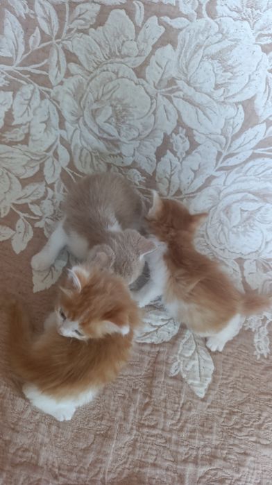 Отдам котят в добрые руки