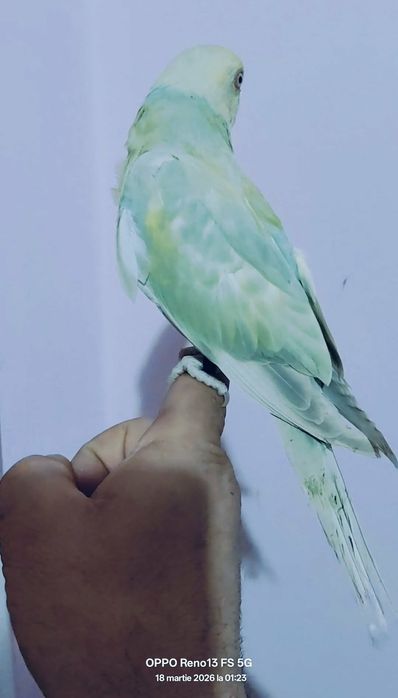 Vând  Micul Alexander blând la seringă