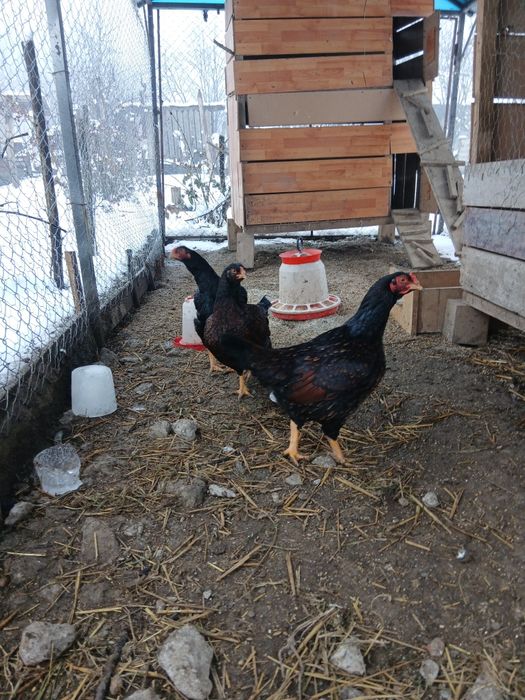 Vând combatant indian