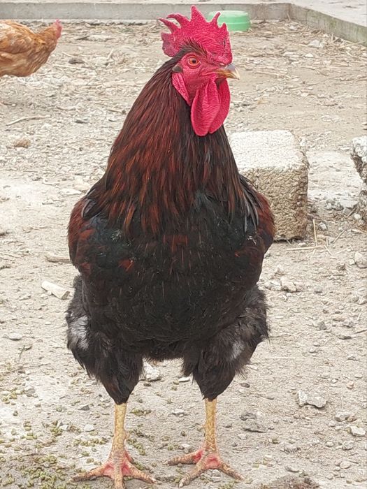 Хан хяп цыплята original (made in KOREA )