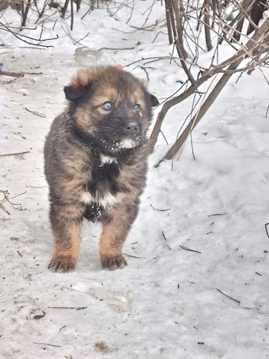 Отдам щенят в добрые руки