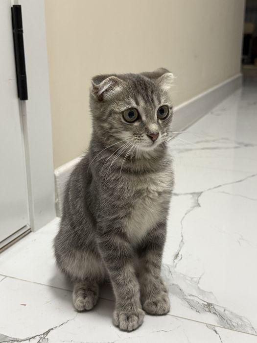 Шотландская вислоуха кошка