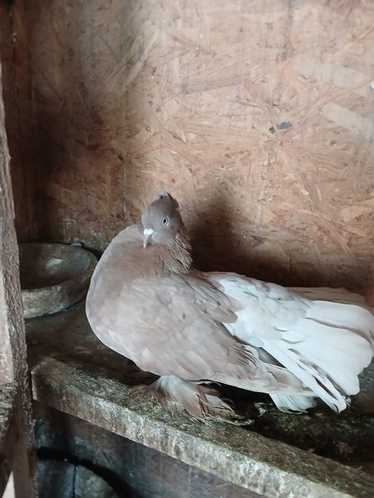 Porumbei de ornament