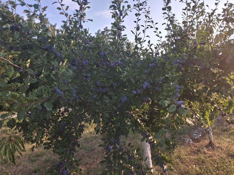 Vând prune  2.   lei kg