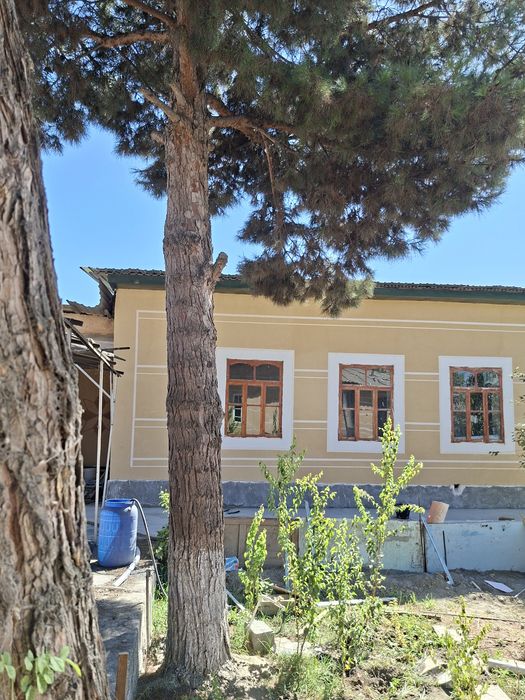 Bolor archa sotiladi