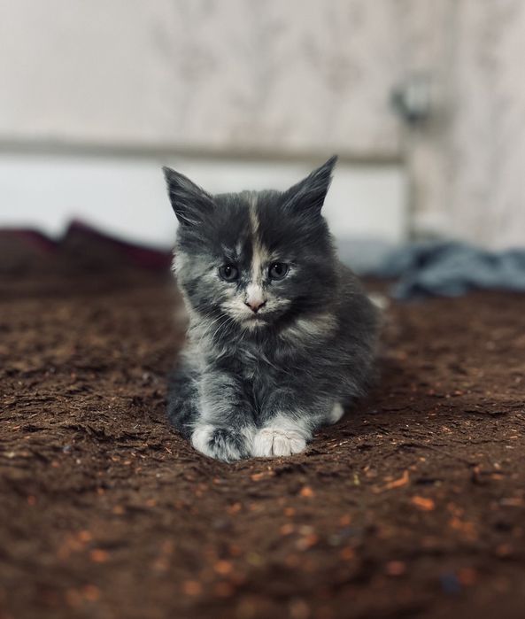 Продам кошку Мейн Кун