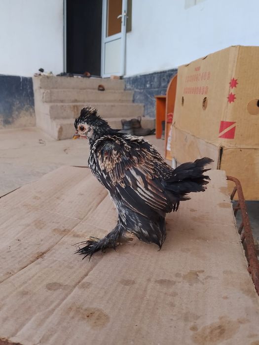 Продам цыплят карлик японский