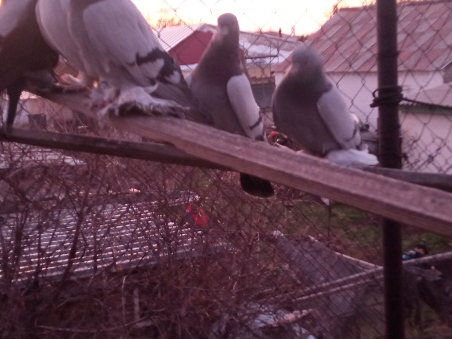 Продаю голубей самцы