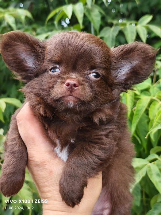 Продам щенков породы чихуахуа