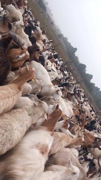 Vând sau schimb cu oi