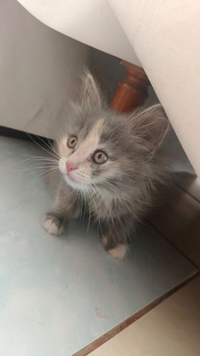 котята даром девочки
