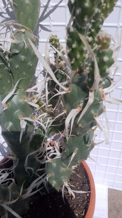 Продавам  кактус