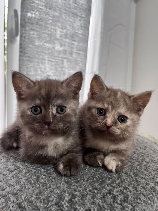 Котята шотландские