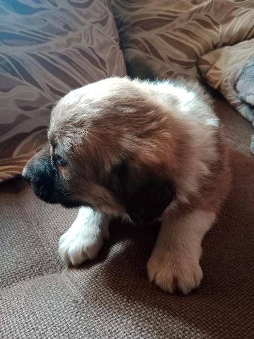 Щенки САО помесь