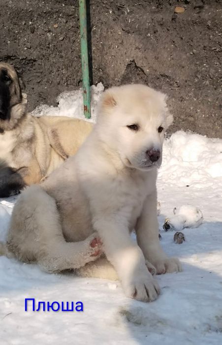 Щенки САО,Волкодав,Тобет белые девочки