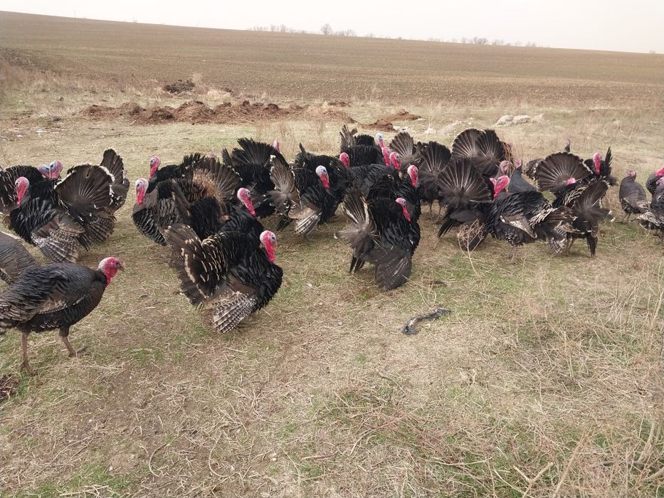 Күрке тауық сатылады