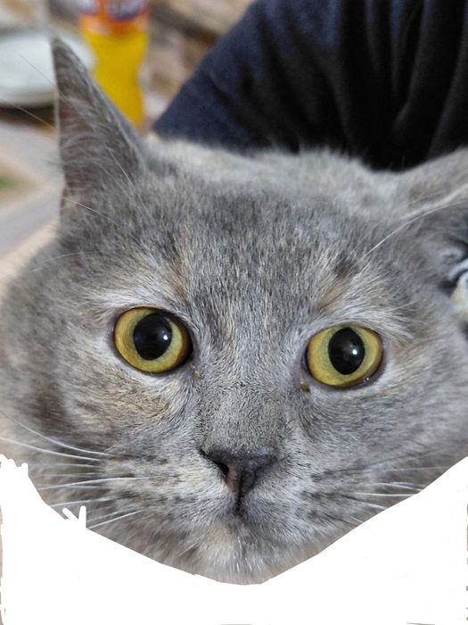 Скотиш страйт на добрые руки