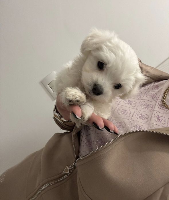 Catei maltezi, disponibili 1 fetiță baiat