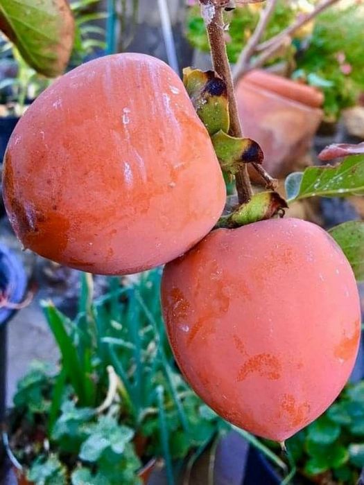 Kaki (Soiuri Diferite Rezistente la Ger )