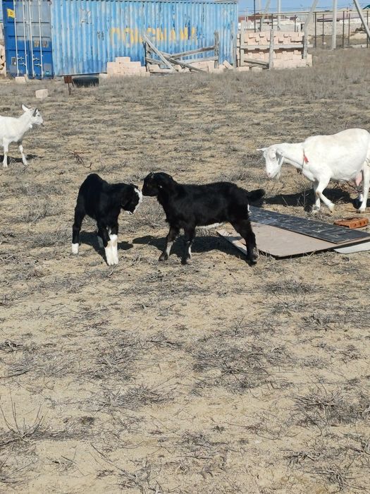Алпи Нуби егіз теке лақтар
