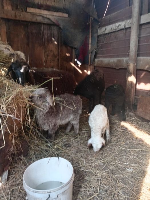 Продам баран с ягненком