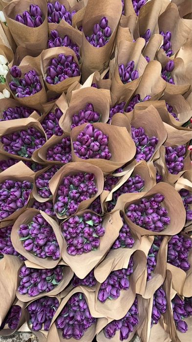 Тюльпаны оптом/розница (Принимаем предзаказы на тюльпаны)