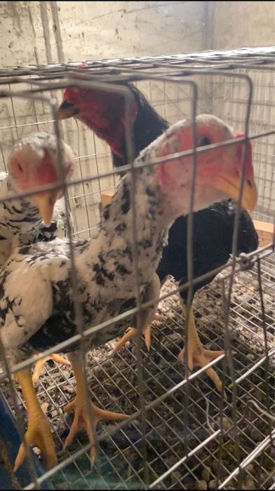 Ко Шамо, пепельный, мрамор